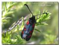 Zygaena oxytropis